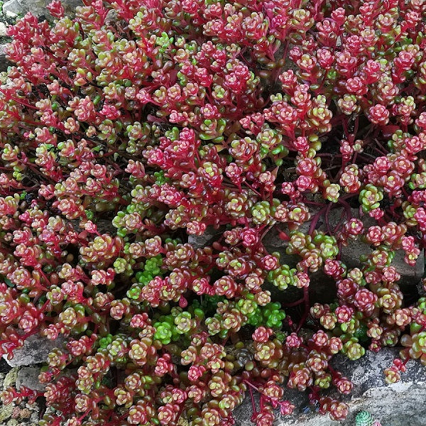 wiggly succulent Red Wiggle Sedum – rePotme
