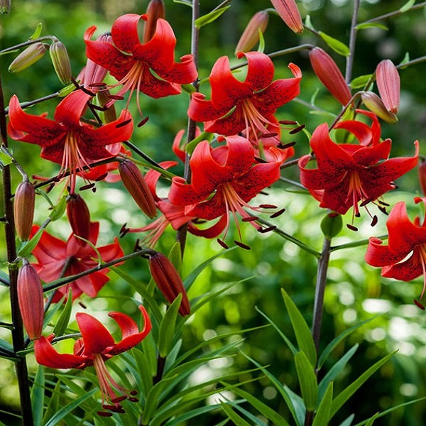 purchase tiger lilies Red Life Tiger – rePotme