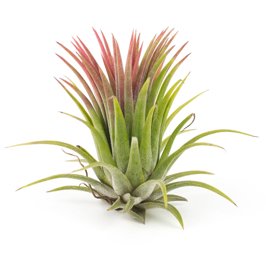 red air plants for sale Red Air Plant – rePotme