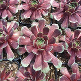 Ruby Heart Hen & Chicks Succulent