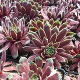 Ruby Heart Hen & Chicks Succulent