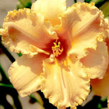 Ruffled Nectarine Sprite Daylily
