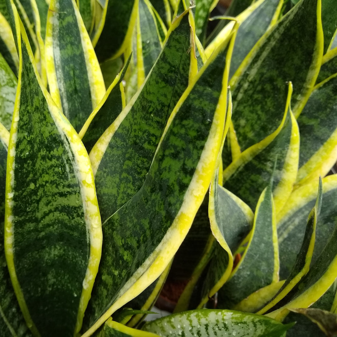 purchase snake plant Futura Superba Snake Plant – rePotme