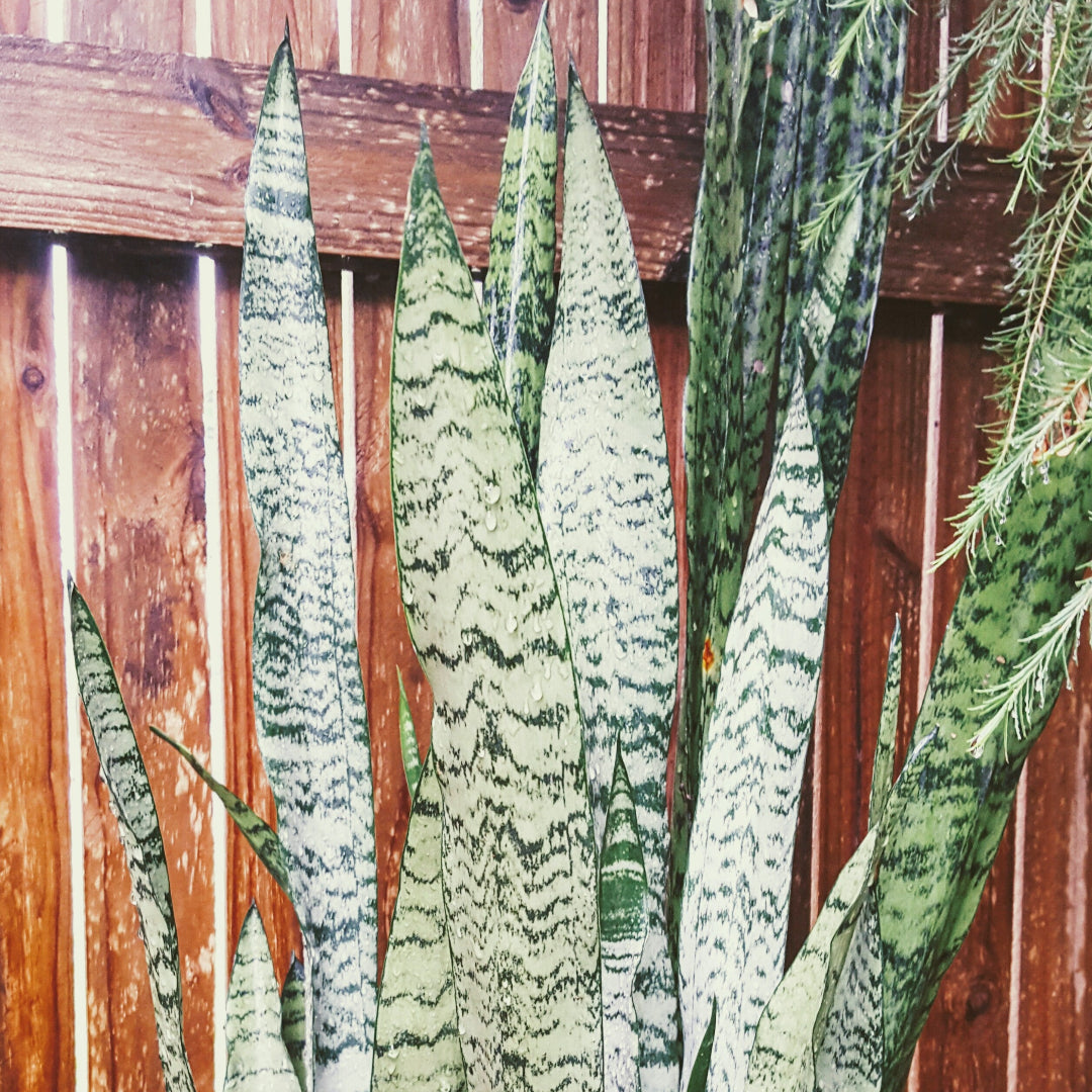 snake plant coral Black Coral Snake Plant