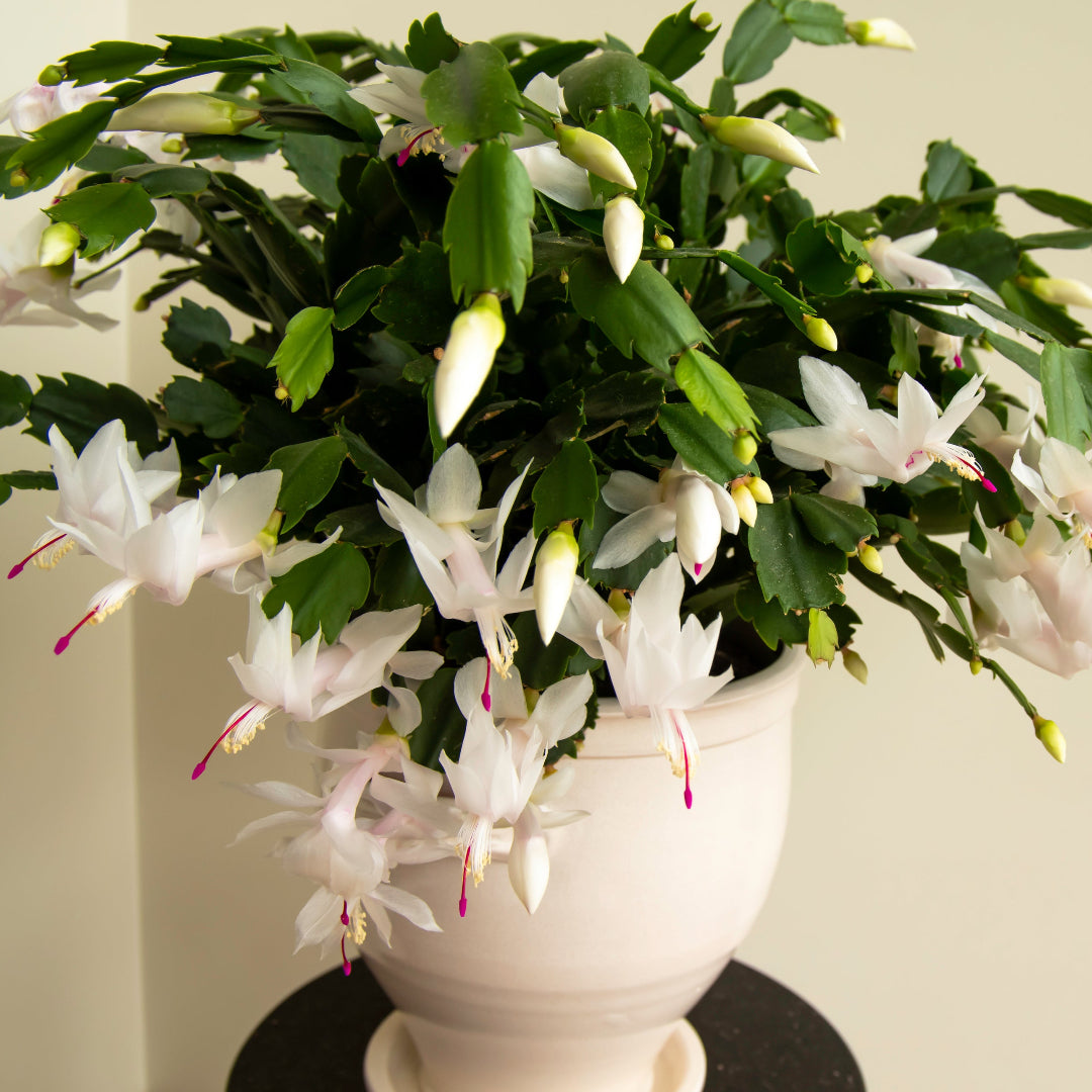 thanksgiving succulents White Thanksgiving Cactus – rePotme