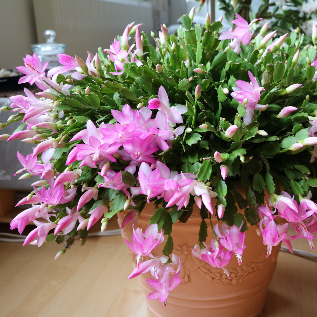 thanksgiving succulents Pink Thanksgiving Cactus – rePotme