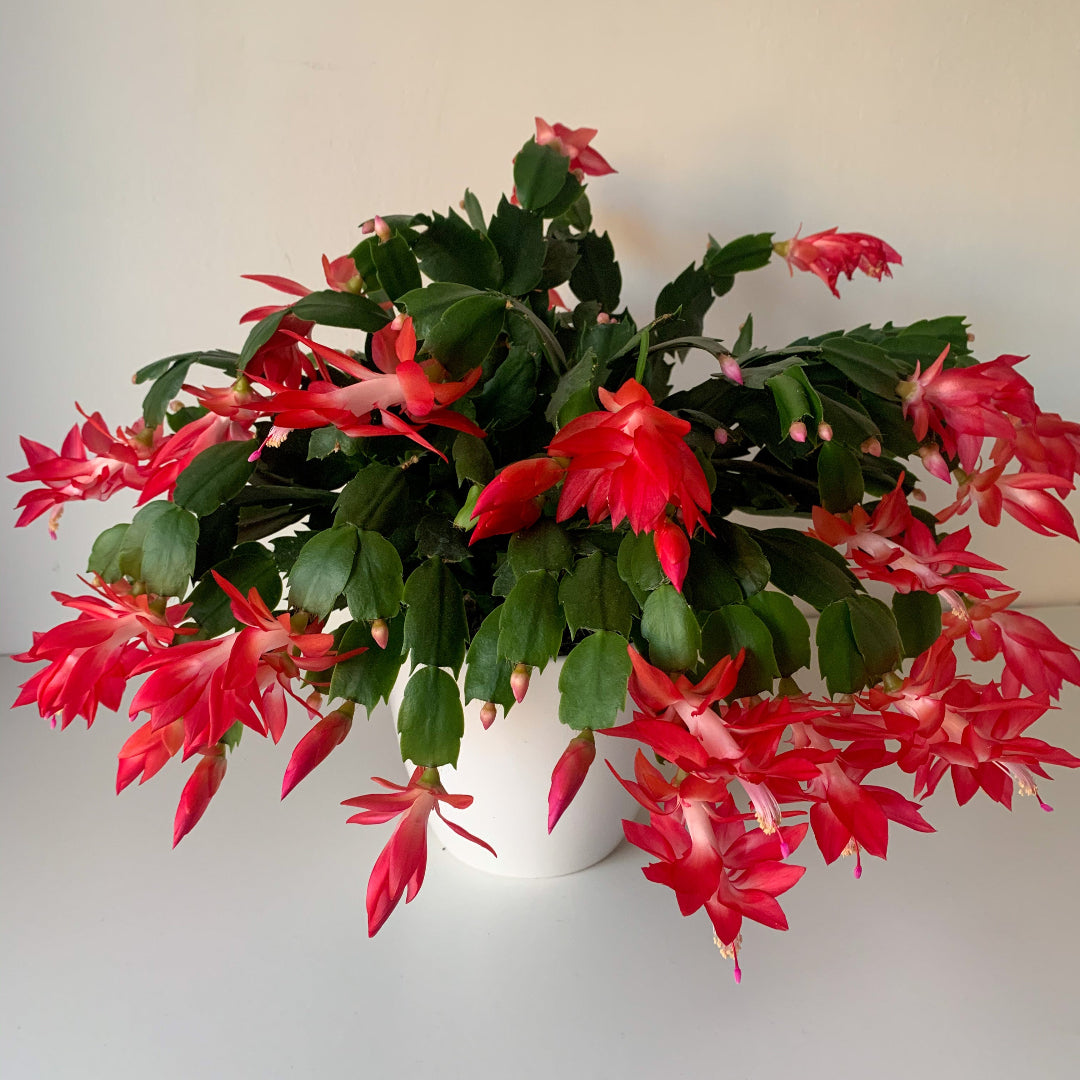 is thanksgiving cactus a succulent Red Thanksgiving Cactus – rePotme