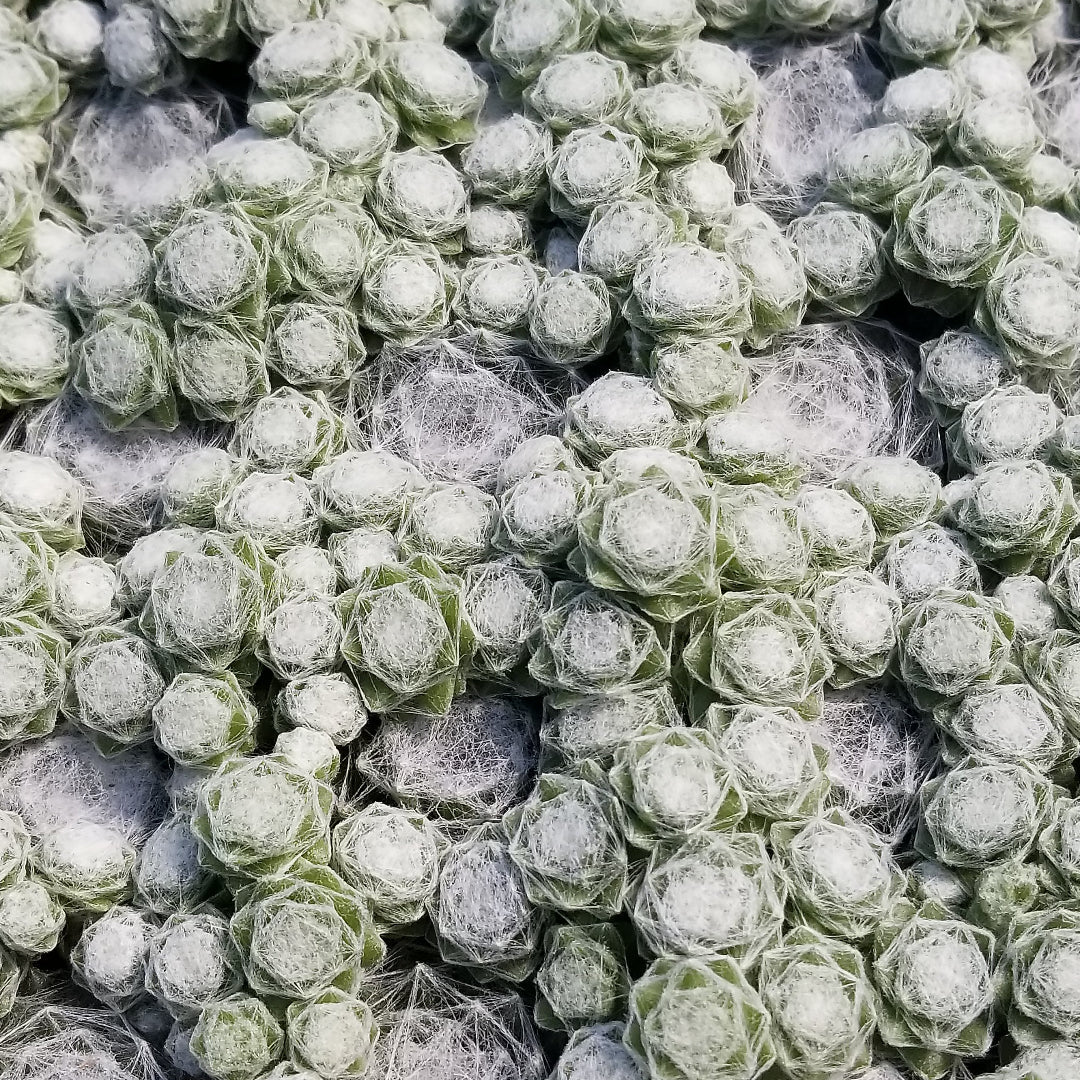 arctic succulents Arctic White Hen & Chicks Succulent
