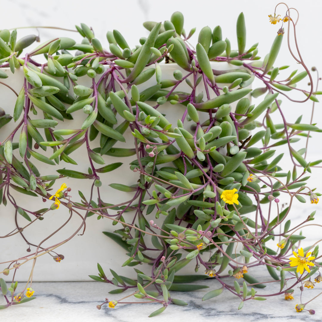 succulent banana plant Purple Flush String of Bananas – rePotme