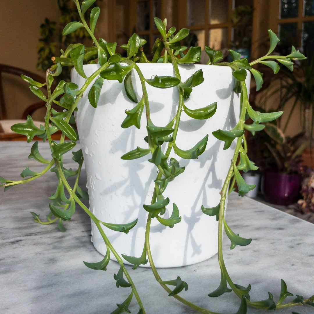 dolphin succulent where to buy String of Dolphins – rePotme