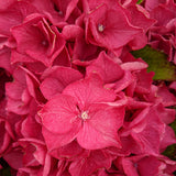 Saxon Arizona Hydrangea