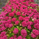Saxon Arizona Hydrangea