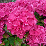 Saxon Arizona Hydrangea