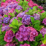 Saxon Arizona Hydrangea