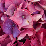 Saxon Arizona Hydrangea