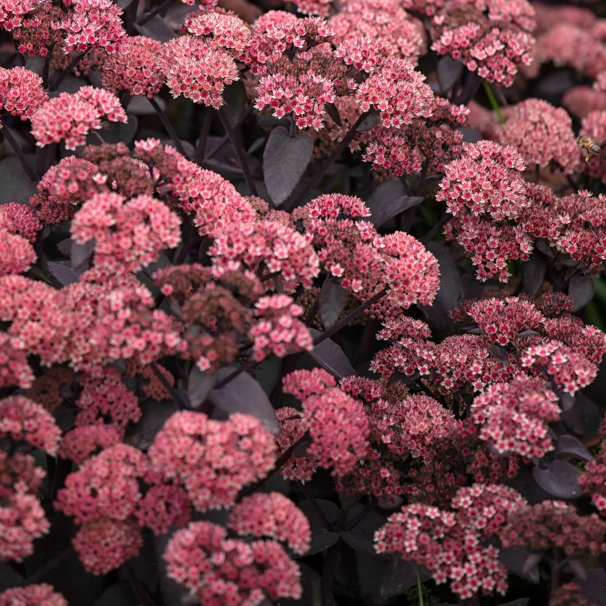 black sedum succulent Black Knight Sedum – rePotme