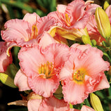 Shy Girl Daylily