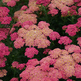 Summer Splash Yarrow