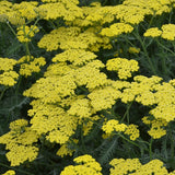Summer Splash Yarrow