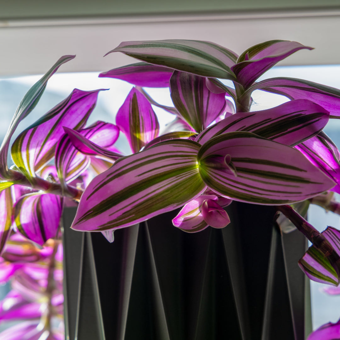 is tradescantia nanouk a succulent Nanouk Wandering Dude – rePotme