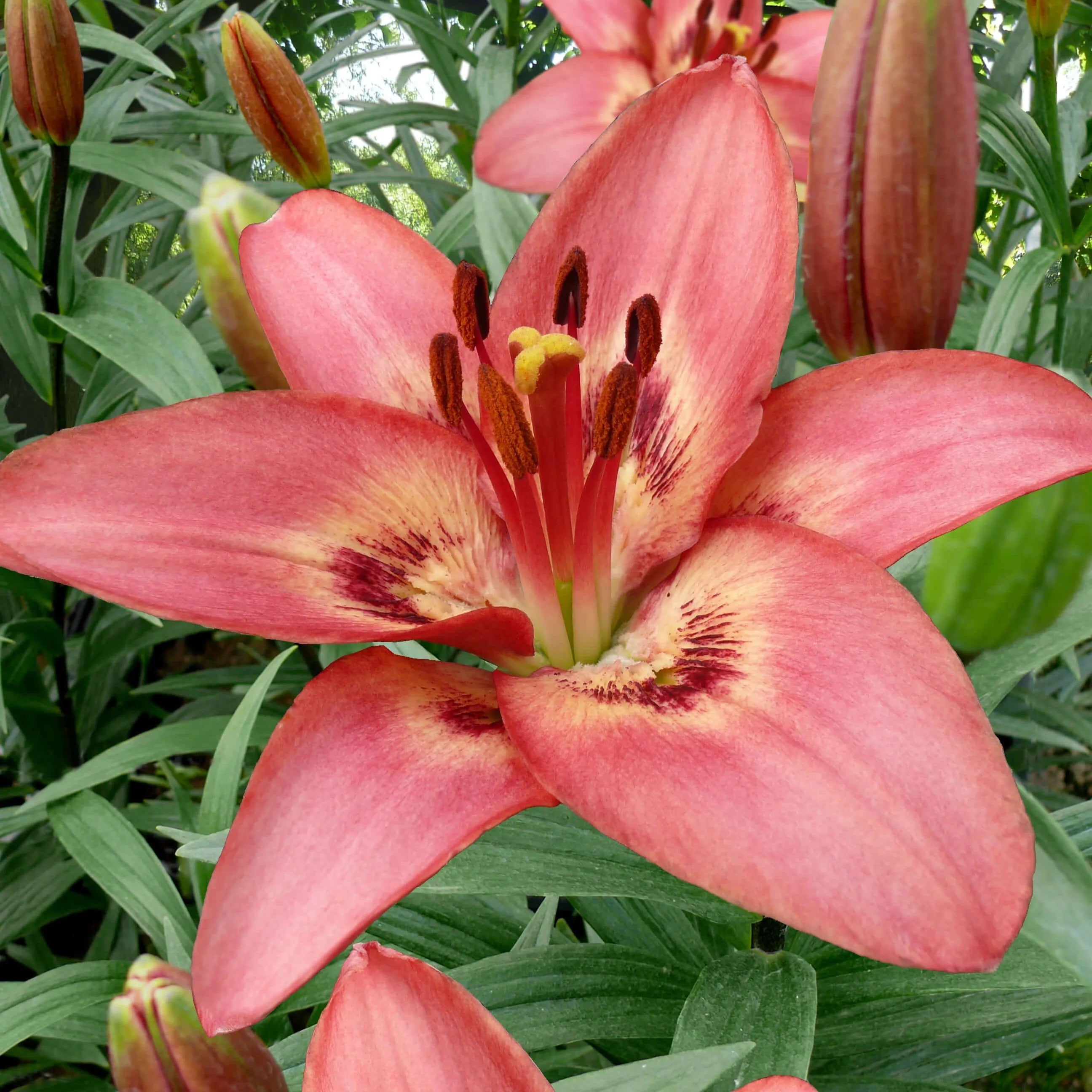 trogon asiatic lily Tinilco Asiatic Lily – rePotme