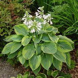 Tokudama Flavocircinalis Hosta