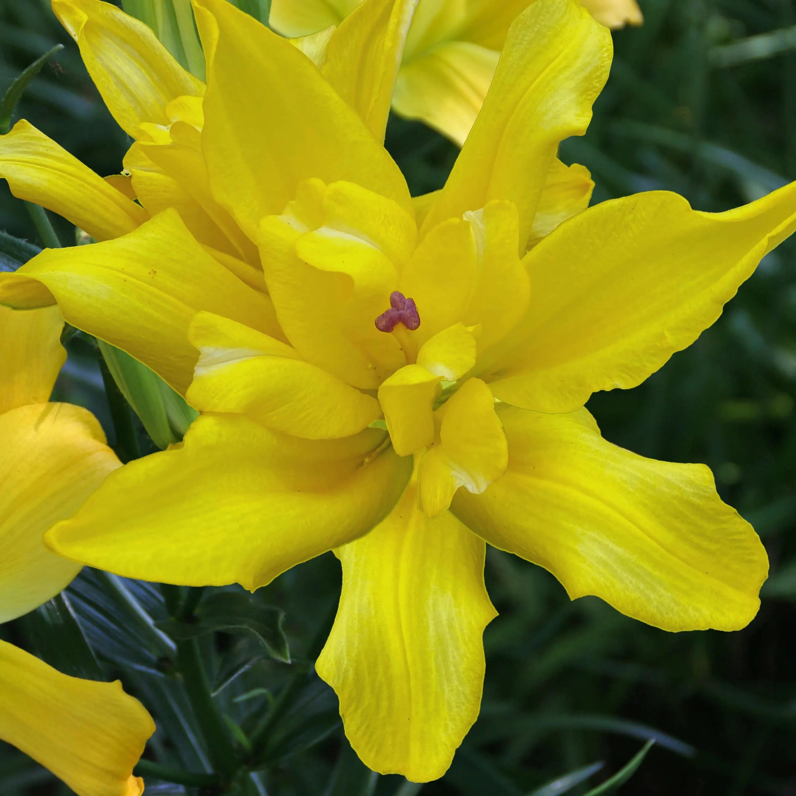 asiatic double lily Tomos Double Asiatic Lily