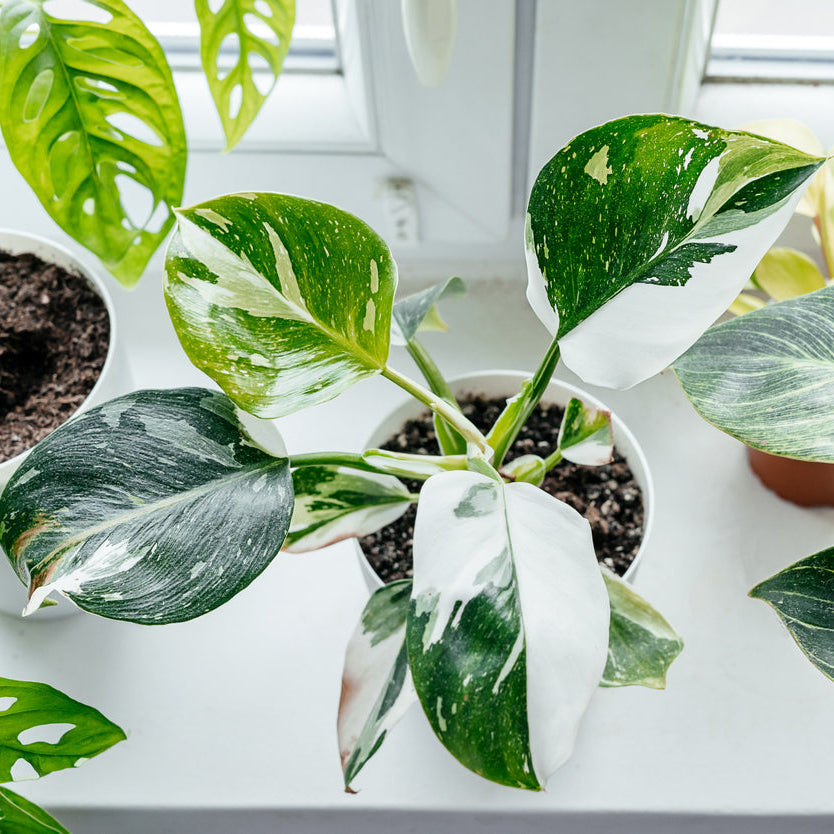 ice white princess philodendron White Princess Philodendron – rePotme