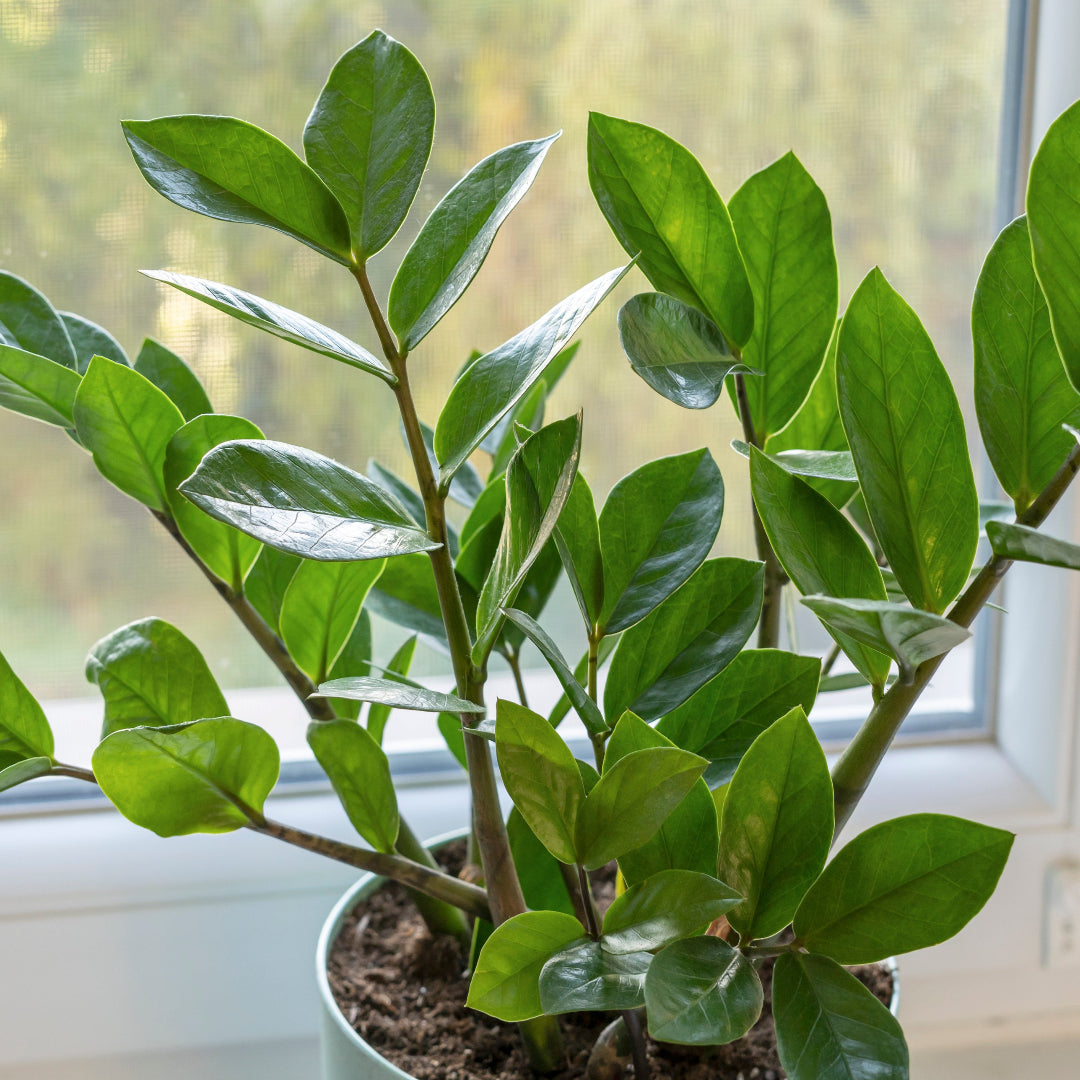 zz plant aspca ZZ Plant – rePotme
