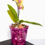 Growers Assortment of Rose Quartz Slotted Orchid Pots