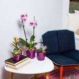 Growers Assortment of Rose Quartz Slotted Orchid Pots