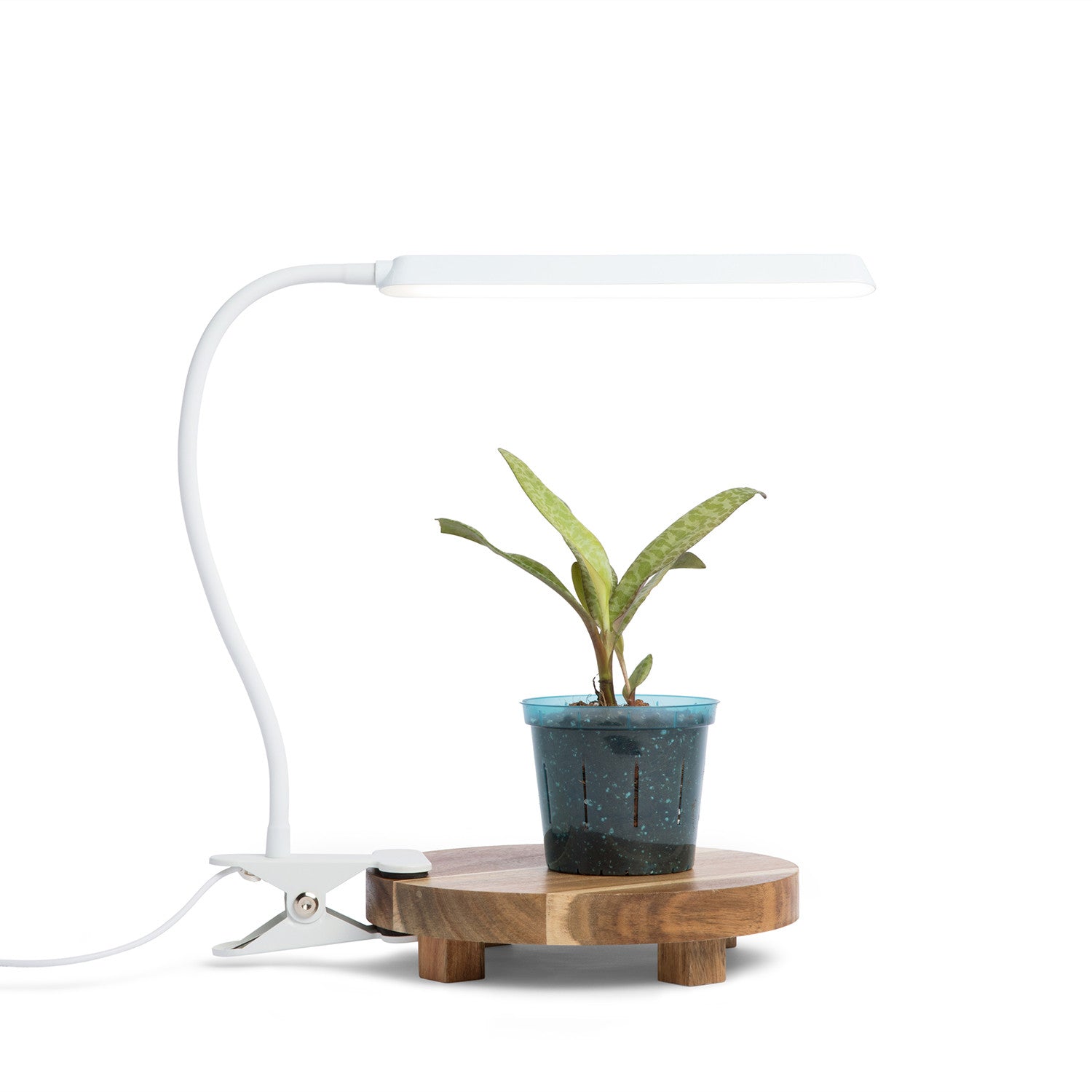 house plant led grow light Lumina Latch