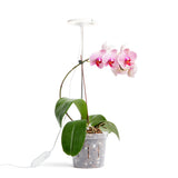 3" Crystal Clear Slotted Orchid Pot