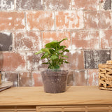 6" Crystal Clear Orchid Pot