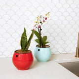 All Purpose Orchid Value Mix