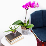 8" Crystal Clear Slotted Orchid Pot