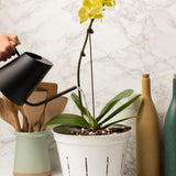 10" Slotted Clear Orchid Pot