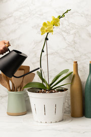 10 inch Slotted Orchid Pot
