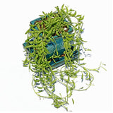 2" Teal Jade Ceramic Succulent Pot - Rounded Rectangle