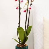 5.25" Blue Sapphire  Carousel Orchid Pot and Saucer