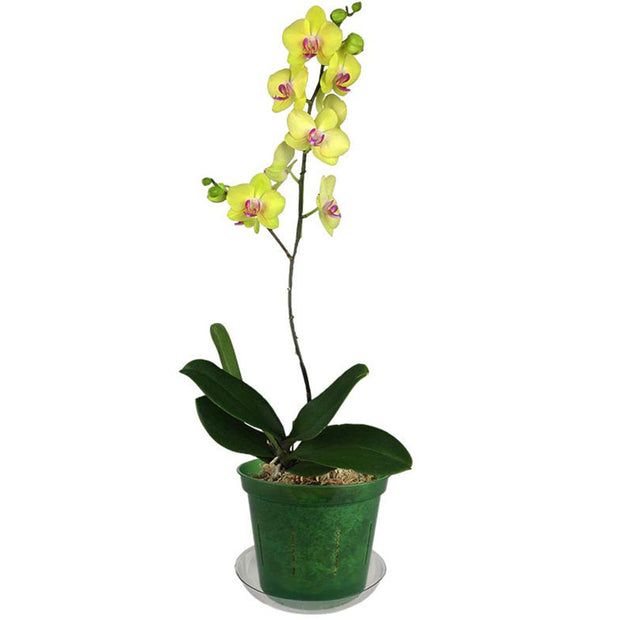 6" Green Emerald Slotted  Orchid Pot