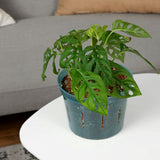 8" Blue Sapphire Slotted Orchid Pot