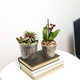 Growers Assortment of Slotted Clear Orchid Pots