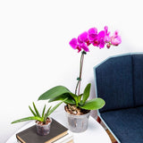 5" Blue Sapphire Slotted Orchid Pot