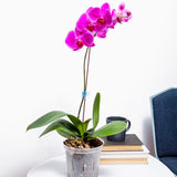 Growers Assortment of Slotted Clear Orchid Pots