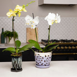 4" x 6" Honey Cream Over Coffee Fluted Hexagon Ceramic Orchid Pot