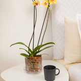 Carousel Orchid Pot Hanger