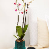 Carousel Orchid Pot Hanger