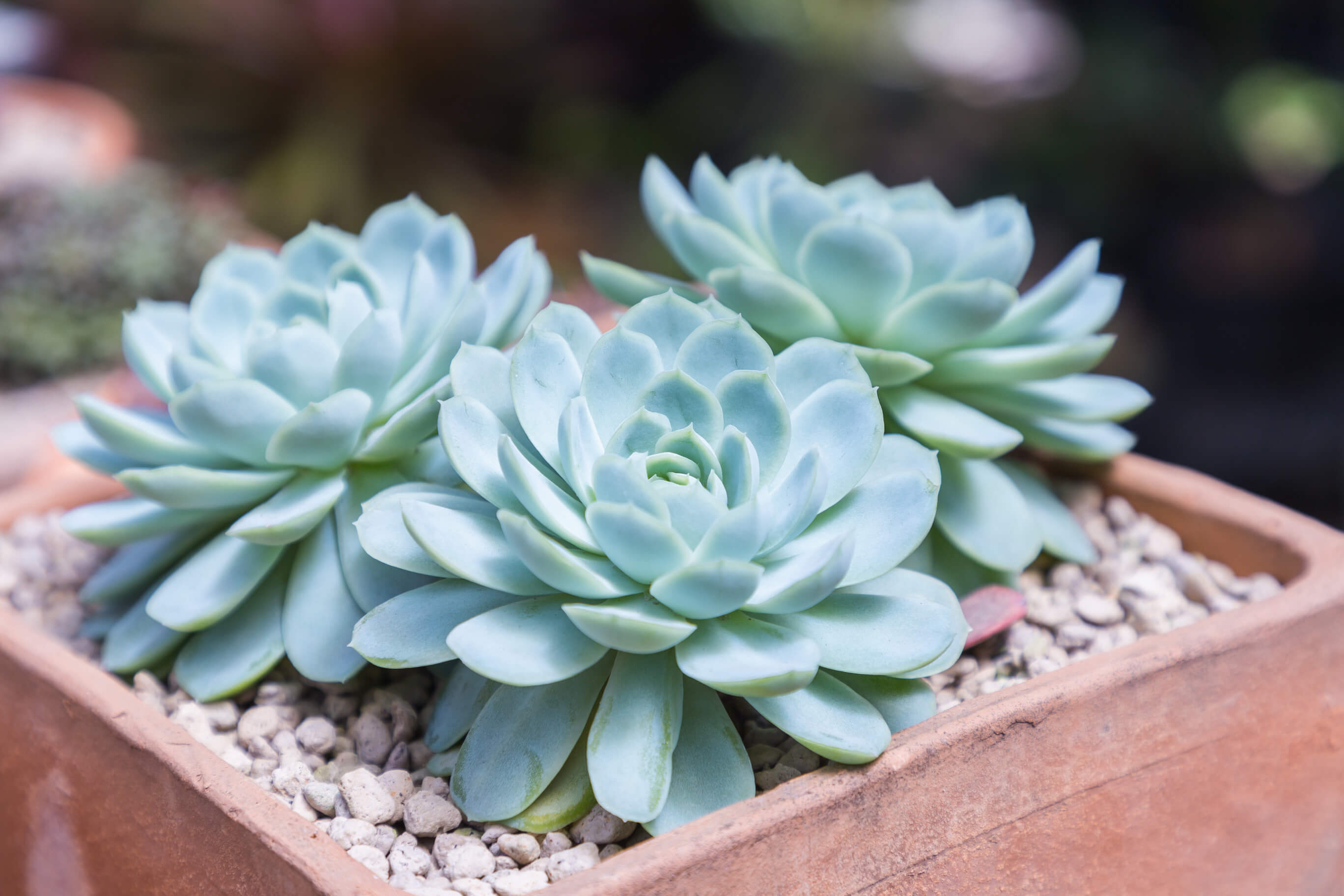 Succulent Plants