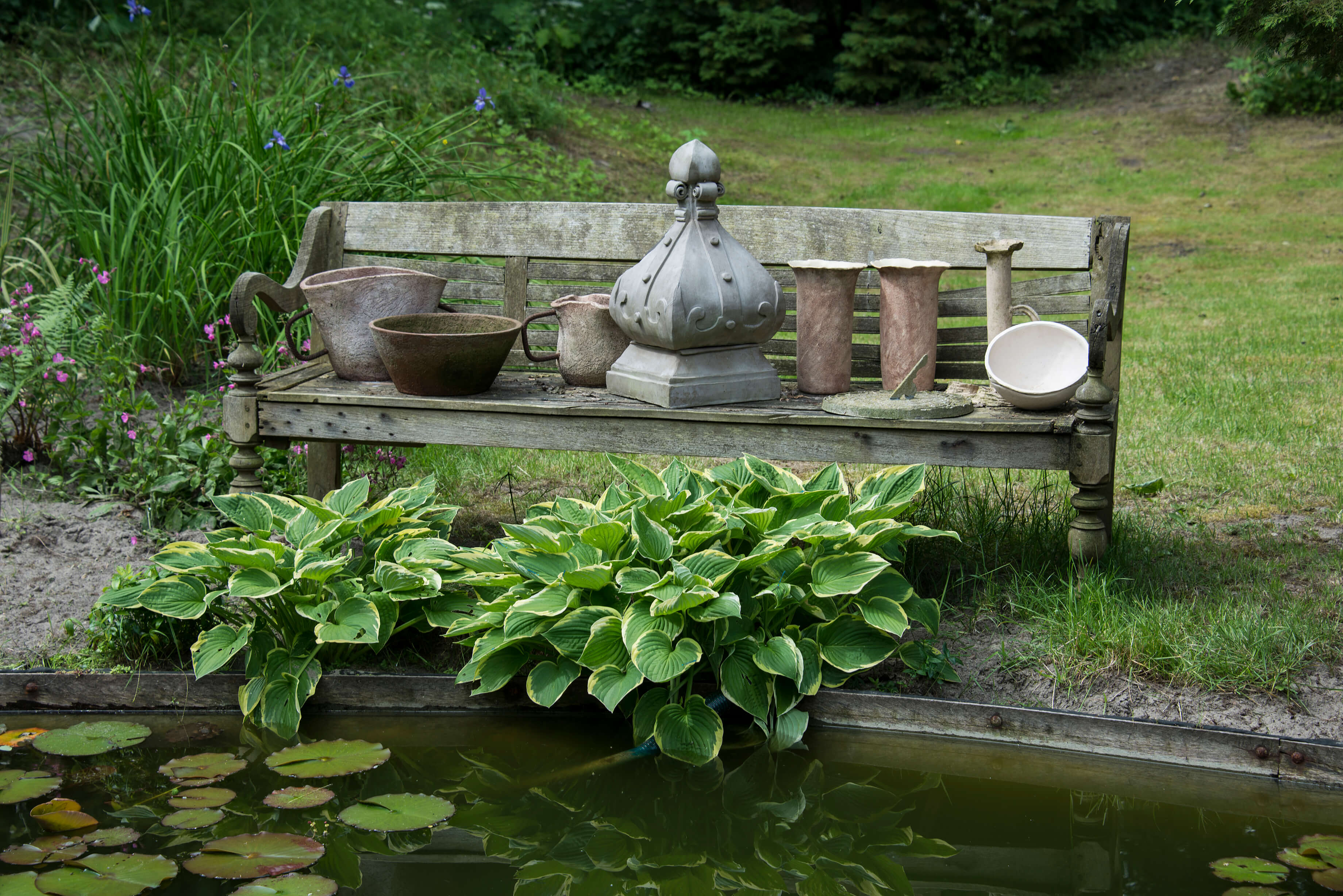 Hosta